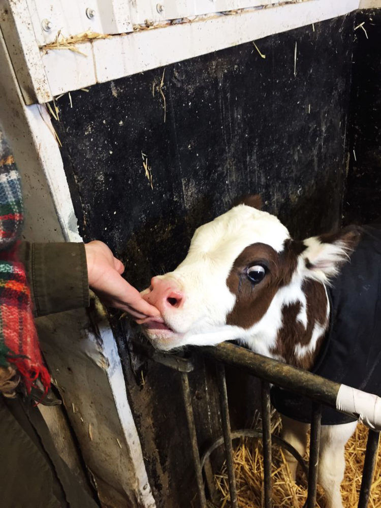 Sheldon Creek newbork calf